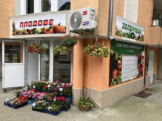 Плод Зеленчук "Стеди Фрут 98"