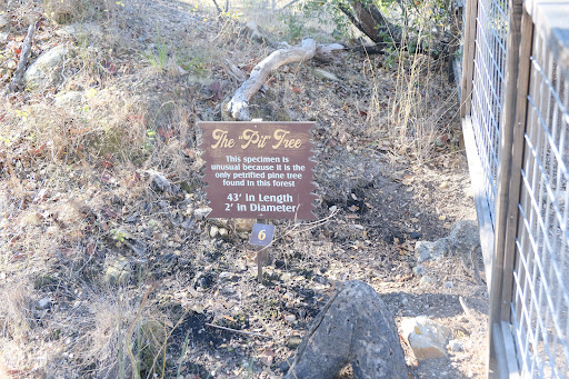 National Forest «Petrified Forest», reviews and photos