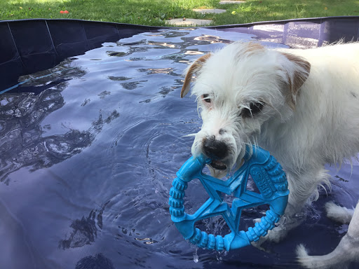 Pet Supply Store «Petport Pet Supply and Grooming Salon», reviews and photos, 40 Main St, Northport, NY 11768, USA