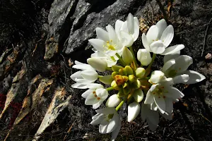 Mont Rochelle Nature Reserve image