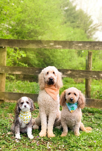 The Fine Canine, Bloomington - Photo 3 - Car repair in , Bloomington