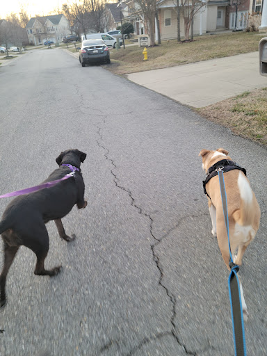 Pet Supply Store «PetSmart», reviews and photos, 3045 Festival Way, Waldorf, MD 20601, USA