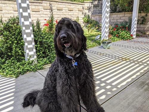 Dog Park «Mt. Airy Dog Park», reviews and photos, 3006 Westwood Northern Blvd, Cincinnati, OH 45211, USA