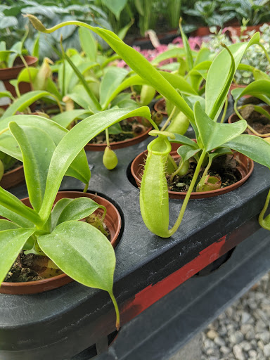 Orchid Grower «Orchid Dynasty», reviews and photos, 959 900 S, Salt Lake City, UT 84105, USA