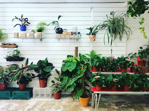 Plant Shop Manchester