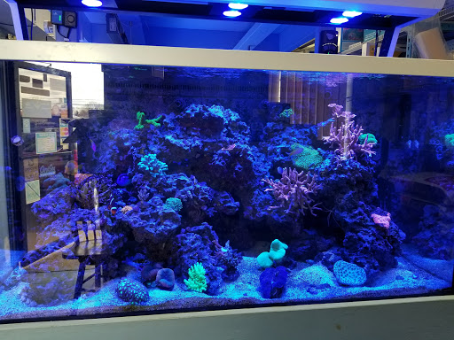 Aquarium Shop «Sea Creature Aquarium», reviews and photos, 1455 Mineral Spring Ave, North Providence, RI 02904, USA
