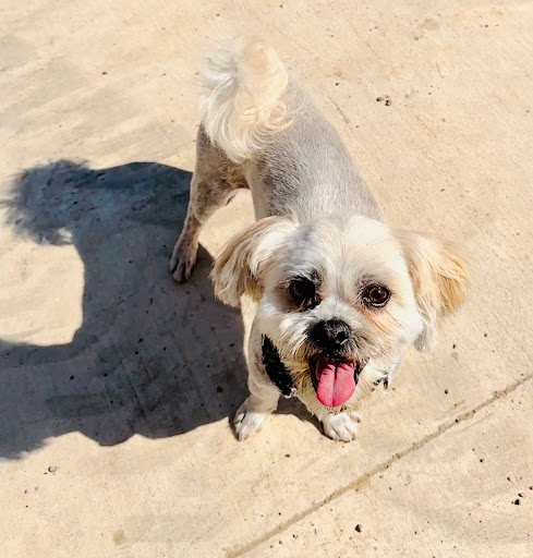 PetSmart Dog Training