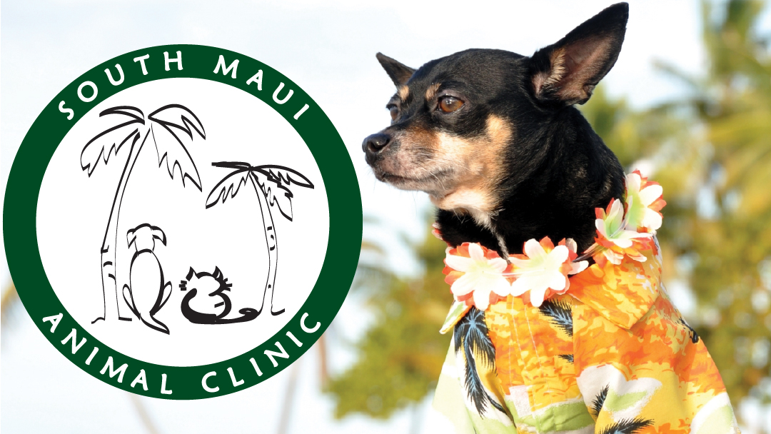 South Maui Animal Clinic