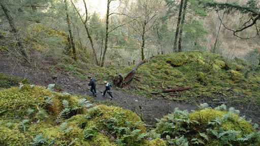 Waterfall «Horsetail Falls», reviews and photos, Historic Columbia River Hwy, Cascade Locks, OR 97014, USA