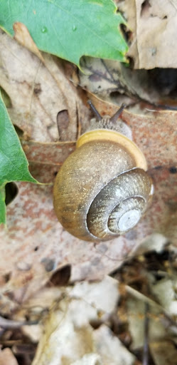 Nature Preserve «Fern Cliff Nature Preserve», reviews and photos, W County Rd 375 S, Greencastle, IN 46135, USA