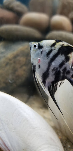 Pet Supply Store «Petco Animal Supplies», reviews and photos, 1 US-46, Totowa, NJ 07512, USA