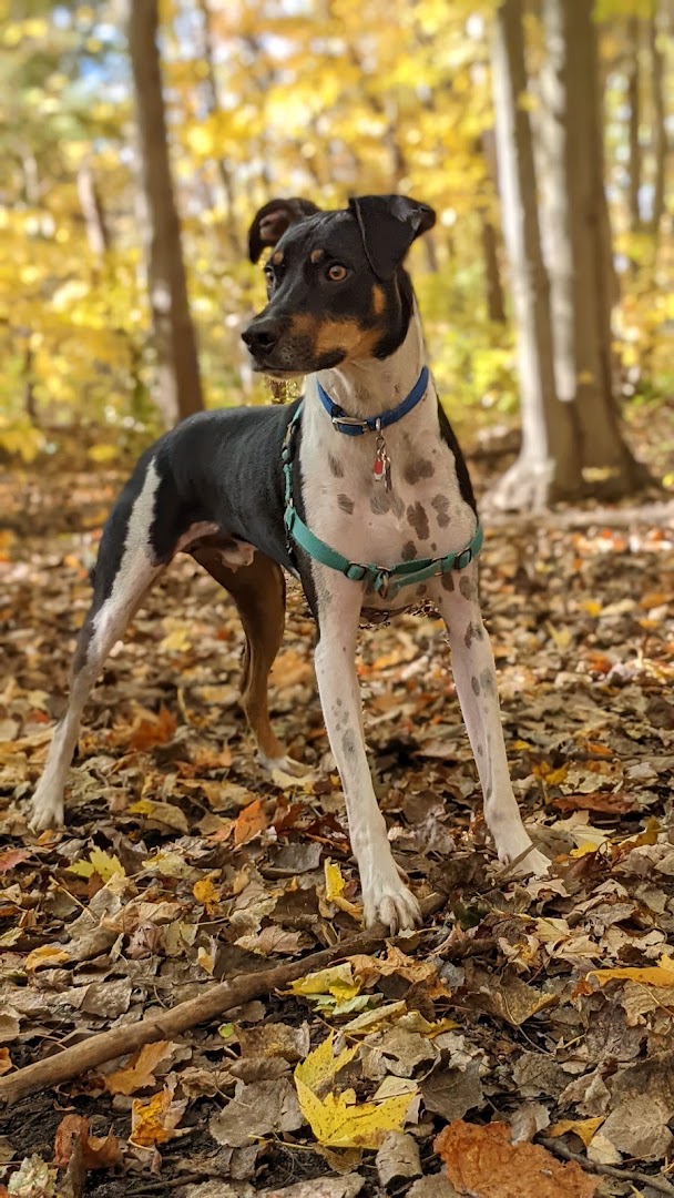 Tails N Trails Dog Park