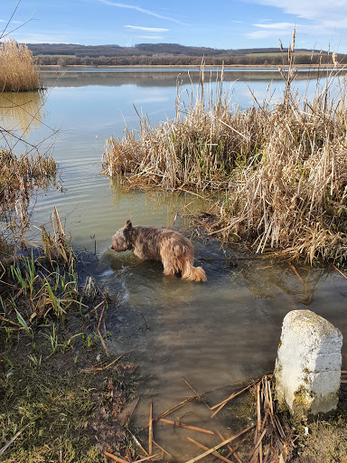Tierarztpraxis Dr. med.vet. Susanne Günther unter Zarrentin am Schaalsee, 