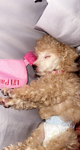 Pet Supply Store «Petland Dallas», reviews and photos, 11909 Preston Rd, Dallas, TX 75230, USA