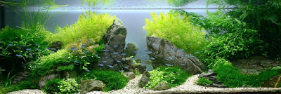 Aquascape à Le Plessis-Bouchard