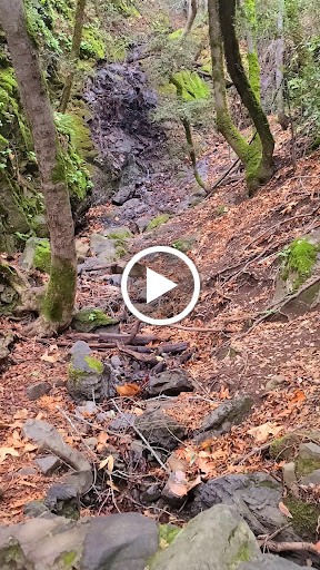 Uvas Canyon County Park image