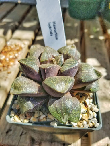 Gift Shop «Desert Creations Nursery and Gift Shop», reviews and photos, 18161 Parthenia St, Los Angeles, CA 91325, USA