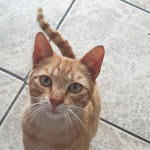 Photo n°1 de l'avis de Giorgio.a fait le 23/03/2019 à 20:48 sur le  Ristorante La Botte Nuova Gestione à Scilla