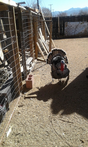 Pet Supply Store «Stockton Hill Feed & Pet», reviews and photos, 4250 Stockton Hill Rd, Kingman, AZ 86409, USA