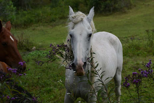 Wedding Venue «Appalachian Farm Weddings & Events», reviews and photos, 592 Qualla Rd, Waynesville, NC 28785, USA