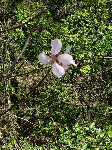 Park «Watkins Park», reviews and photos, 101 Live Oak St, Red Oak, TX 75154, USA