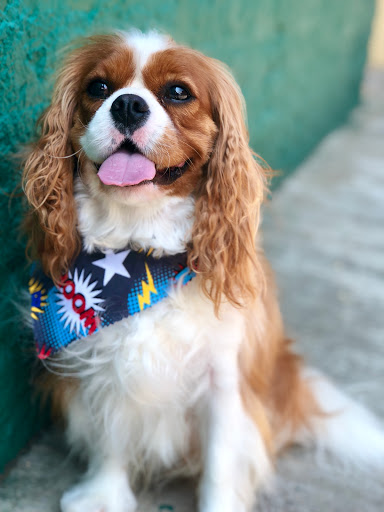 Pet Groomer «The Fetch House», reviews and photos, 130 W Washington St, Madison, GA 30650, USA