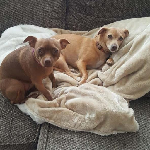 Pet Store «Pets 4 All», reviews and photos, 167 Main St, Rio Vista, CA 94571, USA