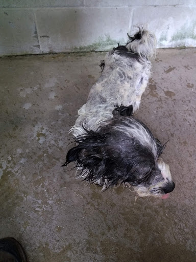 Used Car Dealer «Deery Brothers Chrysler Dodge Jeep Ram Iowa City», reviews and photos, 651 IA-1, Iowa City, IA 52246, USA