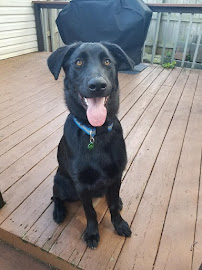 Ann Gafke's Dogschooling - Photo 5 - Car repair in Columbia, MO, Columbia