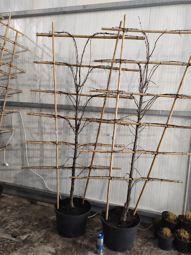 DAMMERA Szkółka Roślin Ozdobnych