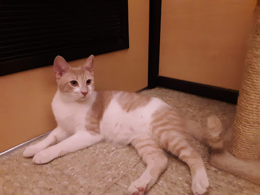 Pet Supply Store «PetSmart», reviews and photos, 5857 NJ-42, Turnersville, NJ 08012, USA