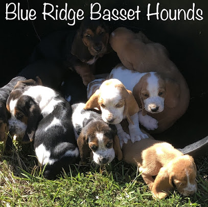 Blue Ridge Basset Hounds