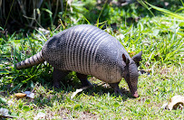 The Bug's End Pest Control | Longview Tx - Photo 7 - Car repair in , Longview