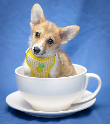 Pets First Veterinary Clinic image