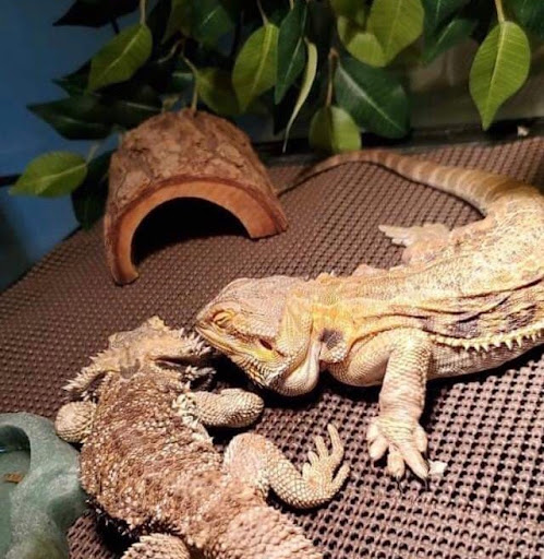 Reptiles Rock! Education and Rescue