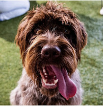 Pawssionate PetCare - Photo 4 - Car repair in Hinesburg, VT, Burlington