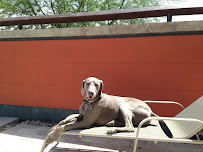 Cave Creek Pet Sitters - Photo 3 - Car repair in , Phoenix