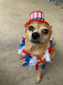 Tongue & Tail Pet Services - Photo 8 - Car repair in , Houston