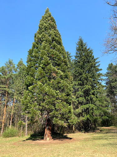 Gödöllői Erdészeti Arborétum - Gödöllő