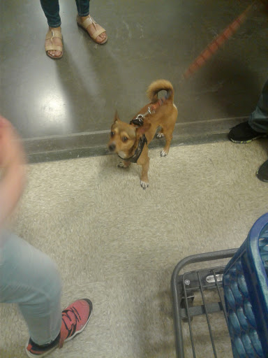 Pet Supply Store «PetSmart», reviews and photos, 6204 W Park Blvd, Plano, TX 75093, USA