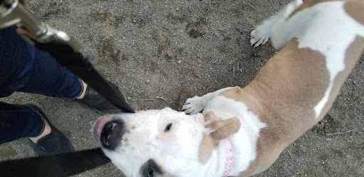 Dog Park «Brookdale Dog Park», reviews and photos, W Circuit Dr, Montclair, NJ 07043, USA