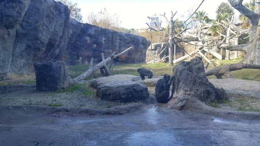 Zoo «Houston Zoo», reviews and photos, 6200 Hermann Park Dr, Houston, TX 77030, USA