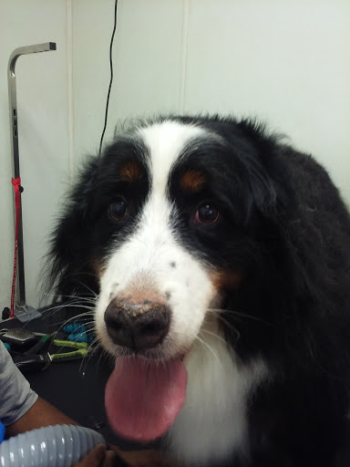 Pet Store «The Pet Set - Midtown», reviews and photos, 976 Piedmont Ave NE, Atlanta, GA 30309, USA