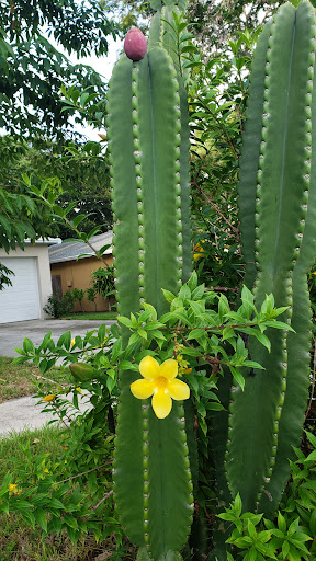 Discount Store «Big Lots», reviews and photos, 1243 S Missouri Ave, Clearwater, FL 33756, USA