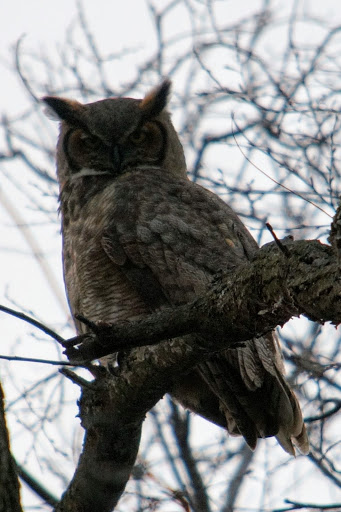 Park «Mather Woods Forest Preserve», reviews and photos, 25032 W Renwick Rd, Plainfield, IL 60544, USA