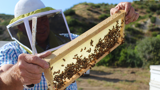 Honey farm Escondido