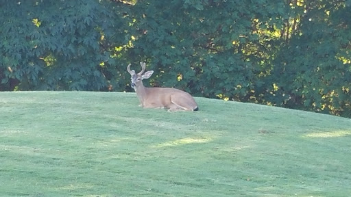 Golf Course «Pumpkin Ridge Golf Club», reviews and photos, 12930 NW Old Pumpkin Ridge Rd, North Plains, OR 97133, USA