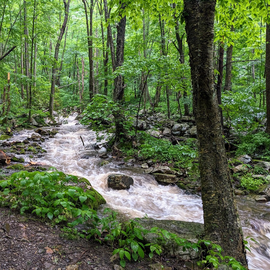 Mill Creek Nature Park Trails