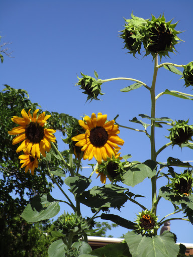 Mobile Home Park «Twin Buttes Mobile Home & RV Court», reviews and photos, 4027 N Twin Buttes Ct, Douglas, AZ 85607, USA