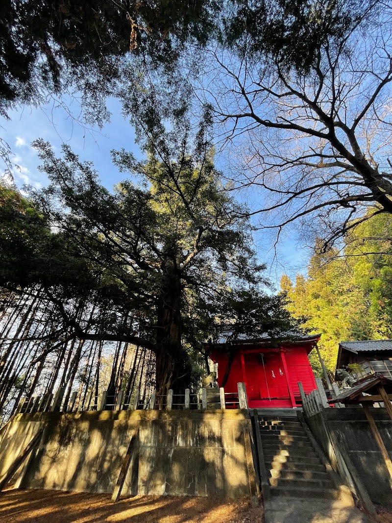 熊野神社のカヤ